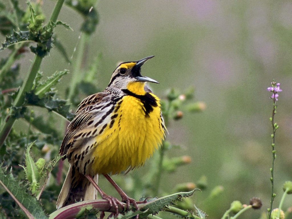 Singing Eastern Meadowlark, Florida